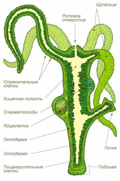 Кракен 24